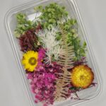 Sunburst Meadow Mix🌞🌷